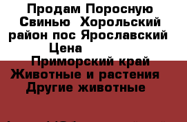 Продам Поросную Свинью, Хорольский район пос.Ярославский › Цена ­ 35 000 - Приморский край Животные и растения » Другие животные   